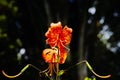 Brilliant orange day tiger lily