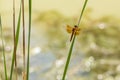 Brilliant orange dragonfly with black wingtips sits on a cattail read