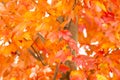 Brilliant Orange Fall Leaves Royalty Free Stock Photo
