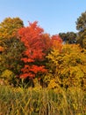 Brilliant Orange Foliage in a Rural Setting Royalty Free Stock Photo