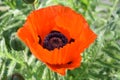 Brilliant Orange Oriental Poppy Flower Blossom in a Garden Royalty Free Stock Photo