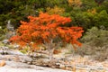 Brilliant orange - red tree growing on rocky terrain in front of green hill Royalty Free Stock Photo