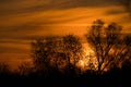 Brilliant orange sunrise, the sun shines through the trees in the nature reserve Royalty Free Stock Photo