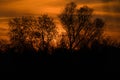 Brilliant orange sunrise, the sun shines through the trees in the nature reserve Royalty Free Stock Photo