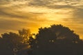 brilliant orange sunrise, the sun shines through the trees in the nature reserve Royalty Free Stock Photo