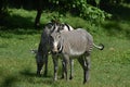 Brilliant photo of a pair of zebras grazing