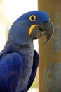 Brilliant plumage of Macaw