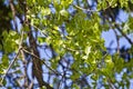 Brilliant Poplar Leaves in the Sun