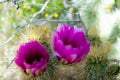 The brilliant purple bloom of the Hedgehog cactus with its petals backlit by the sun