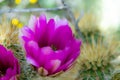 The brilliant purple bloom of the Hedgehog cactus with its petals backlit by the sun