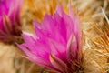 The brilliant purple bloom of the Hedgehog cactus with its petals backlit by the sun