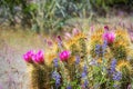 The brilliant purple bloom of the Hedgehog cactus with its petals backlit by the sun