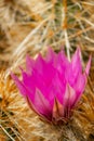 The brilliant purple bloom of the Hedgehog cactus with its petals backlit by the sun