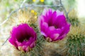 The brilliant purple bloom of the Hedgehog cactus with its petals backlit by the sun