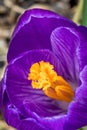 Brilliant Purple Crocus flower macro selective focus in early Spring Royalty Free Stock Photo