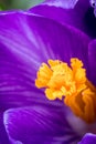 Brilliant Purple Crocus flower macro selective focus in early Spring Royalty Free Stock Photo