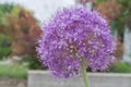Brilliant Purple Leek Flower Royalty Free Stock Photo