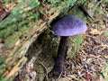 Violet Cort Mushroom under a Log Royalty Free Stock Photo