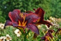 Brilliant red day lily flowers in botanical garde Royalty Free Stock Photo