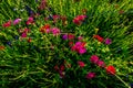 Brilliant Red Drummond Phlox Wildflowers in Texas