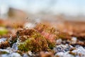 Brilliant red dung moss Splachnum rubrum Royalty Free Stock Photo