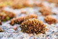 Brilliant red dung moss Splachnum rubrum Royalty Free Stock Photo
