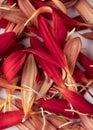 Brilliant red flower petals up close make an interesting abstract background