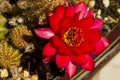 Chamaelobivia sp. cactus with flowers Royalty Free Stock Photo