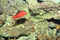 Brilliant red hawkfish