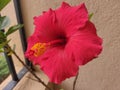 Brilliant red hybiscus Royalty Free Stock Photo