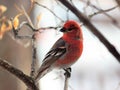 Brilliant in Red, Male Pine Grosbeak Royalty Free Stock Photo