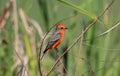 A Brilliant Red Male Vermilion Flycatcher Pyrocephalus rubinus Perched on Twigs in Mexico