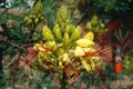 Brilliant Red Stamens and Yellow Petals Royalty Free Stock Photo