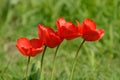 Chorus line of tulips