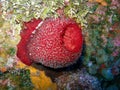 Brilliant red vase sponge Royalty Free Stock Photo