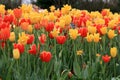 Brilliant Red yellow tullips in the garden