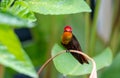 Beautiful and glittering gold Ruby Topaz hummingbird perched in a plant in a garden.