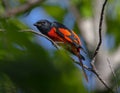 Brilliant Scarlet minivet Male Royalty Free Stock Photo