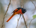 Brilliant Scarlet minivet Male Royalty Free Stock Photo