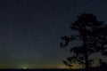 A Brilliant Shooting Star Soaring Over a Towering Pine Tree