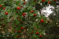 A brilliant splash of red berries of the Mountain Ash in the woods, portend the end of fall and a winter food supply for wildlife Royalty Free Stock Photo