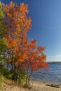 Brilliant Sugar Maple on a Lakeshore - Ontario, Canada Royalty Free Stock Photo