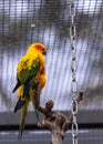 Sun Parakeet (Aratinga solstitialis) in South America Royalty Free Stock Photo