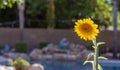 Brilliant Sunflower in backyard setting with pool