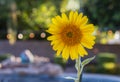 Brilliant Sunflower in backyard setting