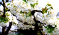 Brilliant white cherry blossoms with blurred background 4