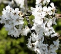 Brilliant white cherry blossoms with blurred green background