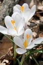 Brilliant White Cricuses with Tiny Black Flying Insects - Iridaceae Royalty Free Stock Photo