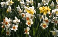 A group of white daffodils with a bright yellow corona, Narcissus Barrett Browning, blooming in springtime