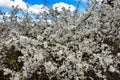 Blackthorn Tree Blossom Royalty Free Stock Photo